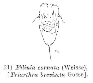 Rezvoj, P (1916): Trudy Borodinckoj Biologicheskoj Stancii 4 